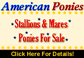 Ponies For Sale